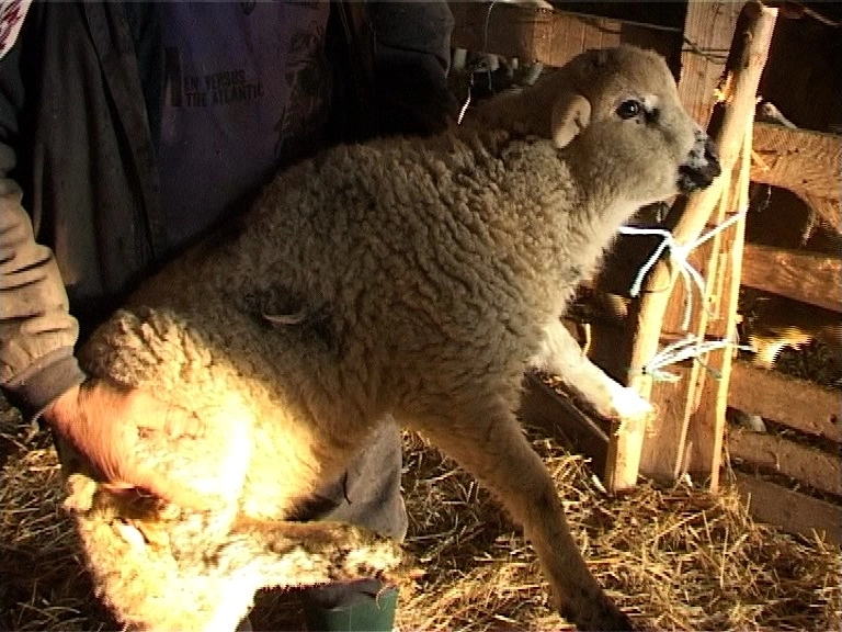 30-de-leikg-de-carne-de-miel-la-brasov