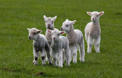 9-lei-pentru-un-kilogram-de-miel