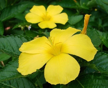 afrodisiacul-care-vindeca-impotenta