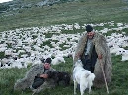 agricultorii-care-au-maxim-10-oi-si-capre-nu-vor-plati-impozit