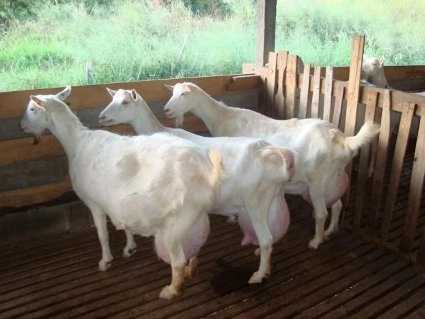 apia-871-de-cereri-de-subventie-la-brasov