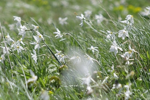 arii-protejate-din-judetul-brasov-in-pericol