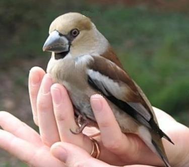 astazi-este-ziua-pasarilor