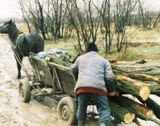 au-ciopartit-padurea-berivoi