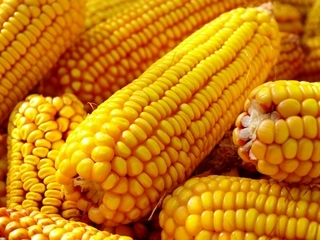 au-furat-cerealele-din-hambar