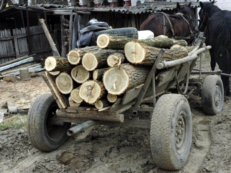 au-taiat-ilegal-mai-multi-salcami