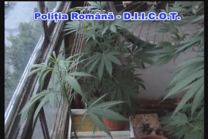 brasov-masaj-erotic-minore-si-cannabis-foto