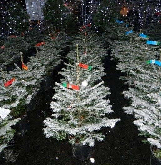 brasovenii-vor-putea-cumpara-brazi-si-in-rate