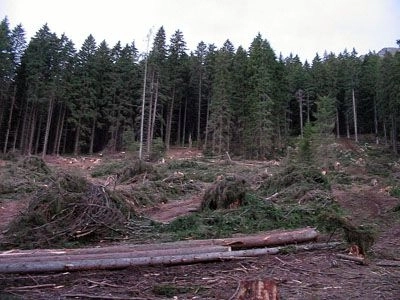 brasovul-este-fruntas-la-defrisari