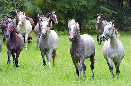 cai-de-vanzare-la-sambata-de-jos