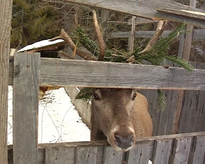 cerb-captiv-la-moieciu-de-sus