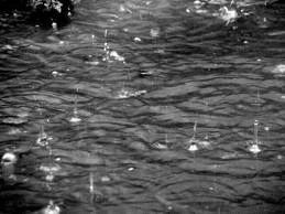 cod-galben-de-ploi-si-vant-la-brasov