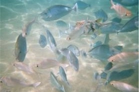 concurs-inedit-de-pescuit-sportiv