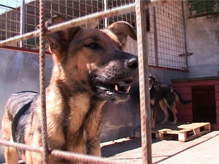 conditii-mai-bune-pentru-cainii-din-stupini