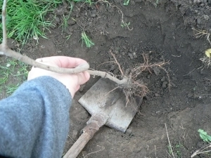 copiii-brasoveni-planteaza-pomi