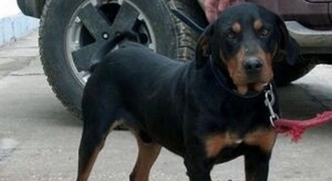 copoiul-dobrogean-va-fi-cea-de-a-cincea-rasa-canina-romaneasca-