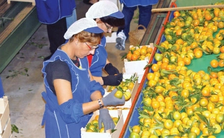 cum-poti-sa-castigi-1600-euro-pe-luna-in-suedia-la-sortare-de-fructe