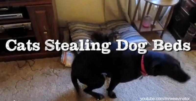 cum-reactioneaza-cainii-atunci-cand-pisicile-le-fura-locul-video-funny