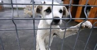 doar-cainii-bolnavi-incurabil-vor-putea-fi-eutanasiati