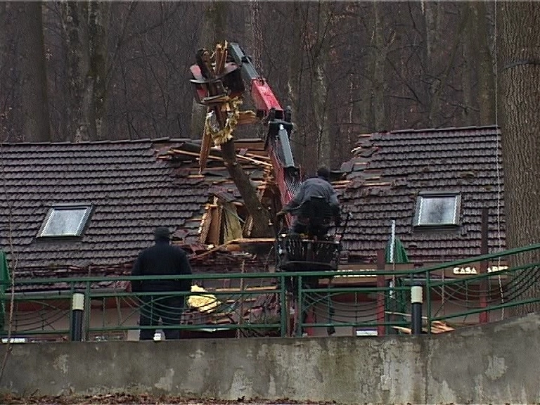 doi-copaci-sau-prabusit-sub-tampa-galerie-foto