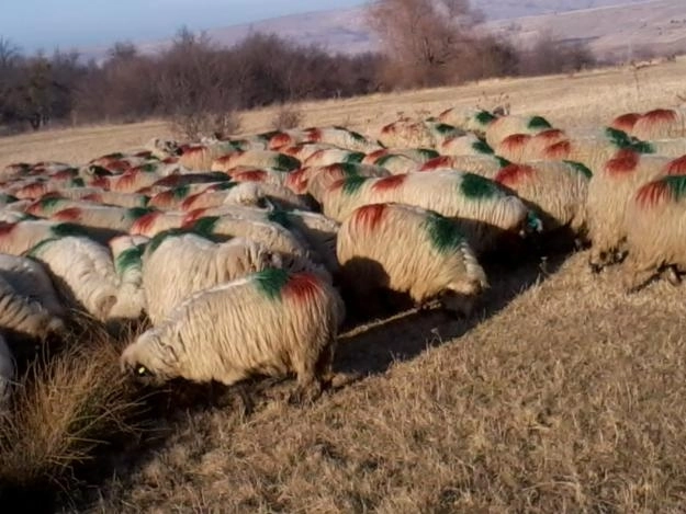 dupa-11-ani-oile-brasovenilor-din-nou-in-turcia-