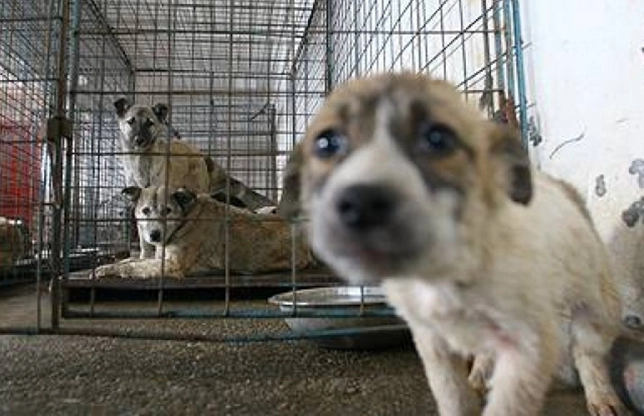 eutanasierea-cainilor-amanata