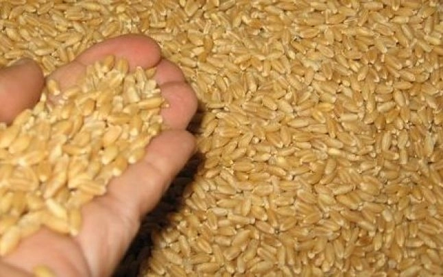 evaziune-fiscala-cu-grau-si-facturi-fictive