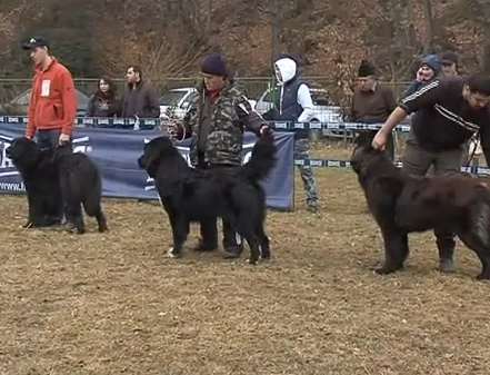 expozitie-canina-la-predeal