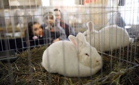 expozitie-de-iepuri-si-pasari-exotice-la-brasov