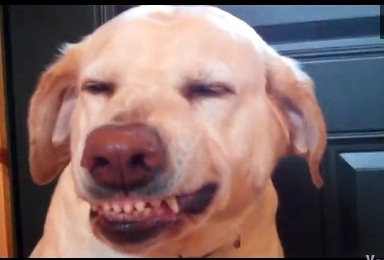 faza-zilei-cainele-care-zambeste-video