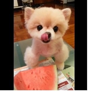 faza-zilei-catelusul-care-mananca-pepene-video