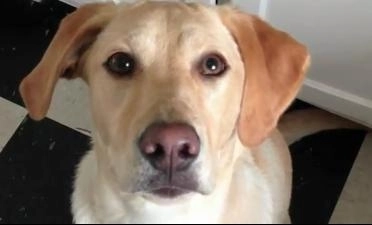 faza-zilei-ce-talent-are-cainele-acesta-video