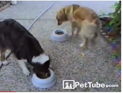 faza-zilei-cel-mai-lacom-caine-video