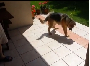 faza-zilei-cel-mai-prost-caine-din-lume-video