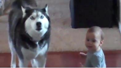 faza-zilei-cum-comunica-un-husky-cu-un-copil-video