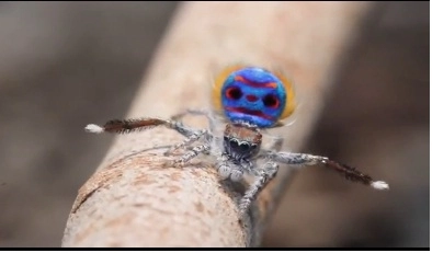 faza-zilei-cum-danseaza-paianjenulpaun-video