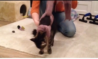 faza-zilei-cum-sa-anihilezi-o-pisica-video