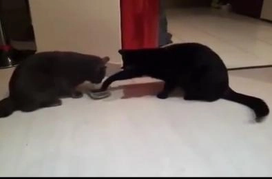 faza-zilei-doua-pisici-si-un-bol-de-mancare-video