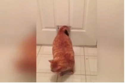 faza-zilei-garfield-din-viata-reala-video