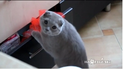 faza-zilei-motanul-si-lenjeria-rosie-video