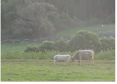 faza-zilei-o-oaie-invata-un-boi-cum-se-da-cu-capul-video