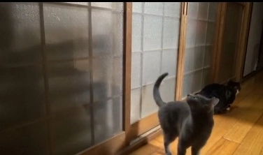 faza-zilei-o-pisica-ciocane-la-usa-video