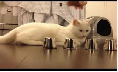 faza-zilei-o-pisica-experta-in-albaneagra