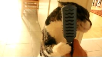 faza-zilei-o-pisica-se-perie-singura-video