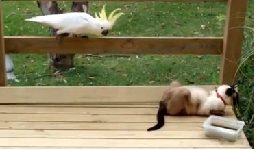 faza-zilei-papagalul-dement-si-pisica-impasibila-video