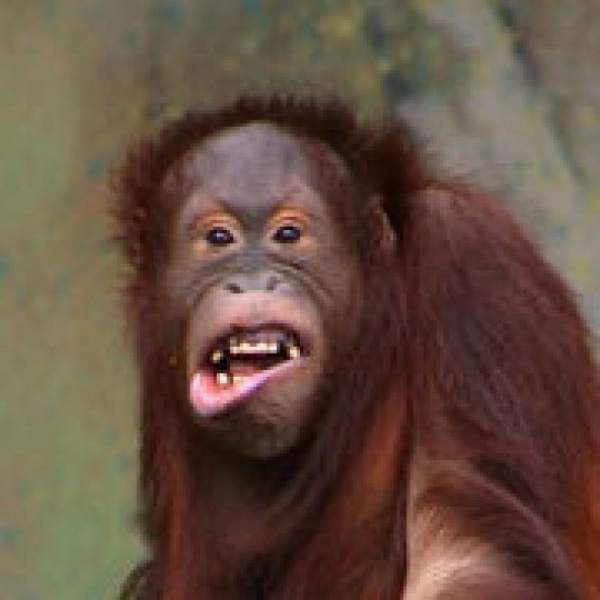 faza-zilei-patania-haioasa-de-la-zoo-video-