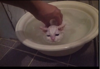 faza-zilei-pisica-si-baita-video