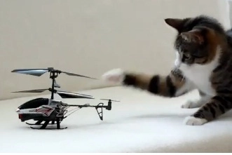 faza-zilei-pisica-si-elicopterul-video