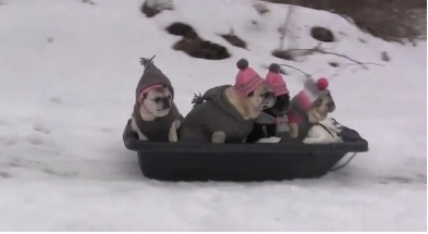 faza-zilei-plimbare-haioasa