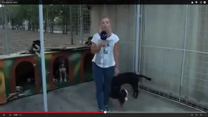 faza-zilei-reactia-maidanezilor-fata-de-presa-din-romania